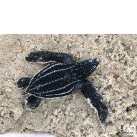 گونه لاکپشت چرمی Leatherback Turtle